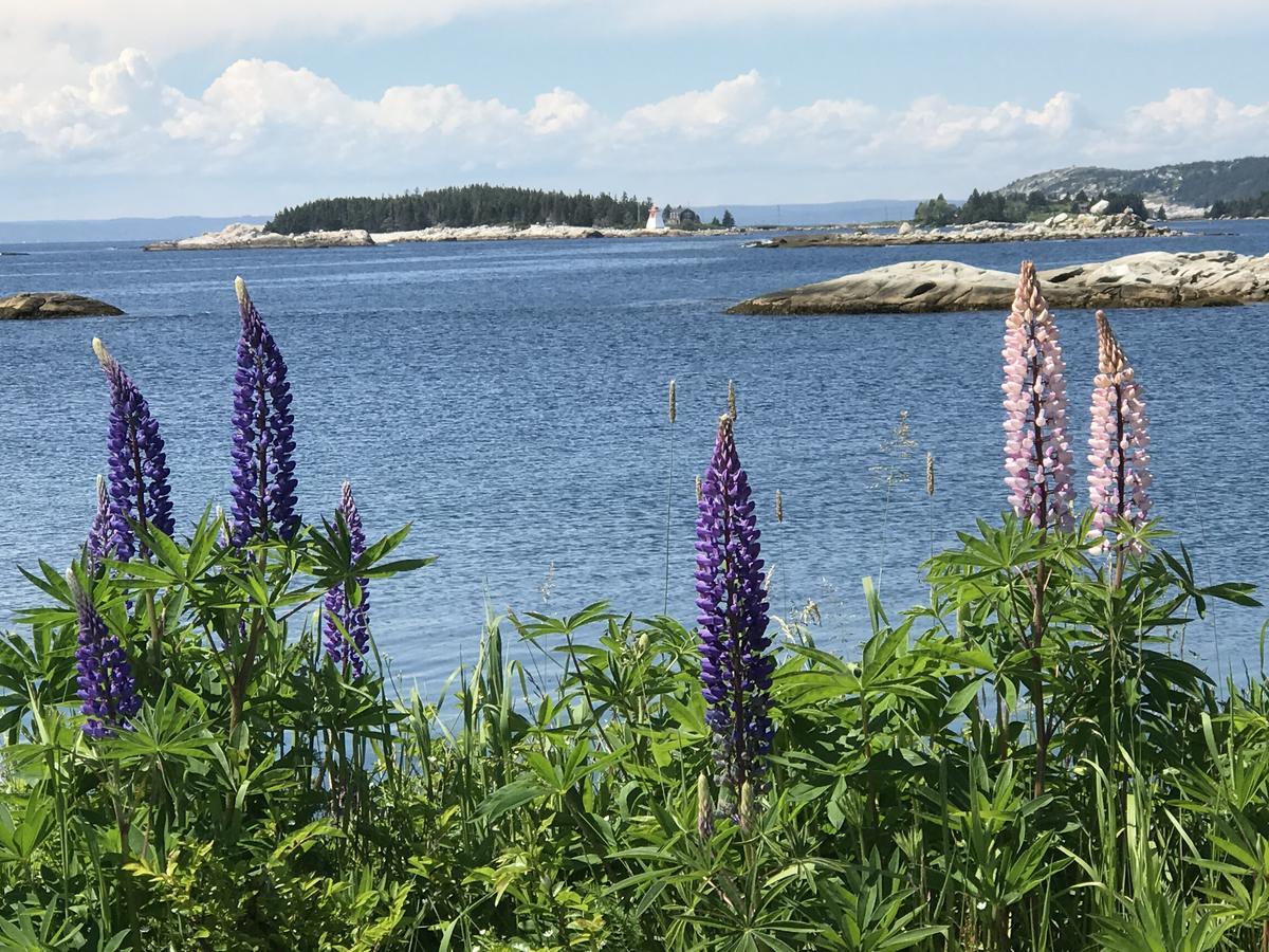 Bluefin Cottage Indian Harbour Exterior photo